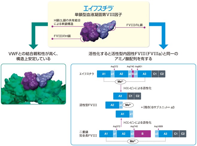 エイフスチラの構造と作用機序