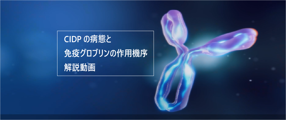 CIDPの病態と免疫グロブリン療法の作用機序 解説動画